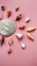 Sea Ã¢â¬â¹Ã¢â¬â¹animal shells nature concept, cone, rose murex